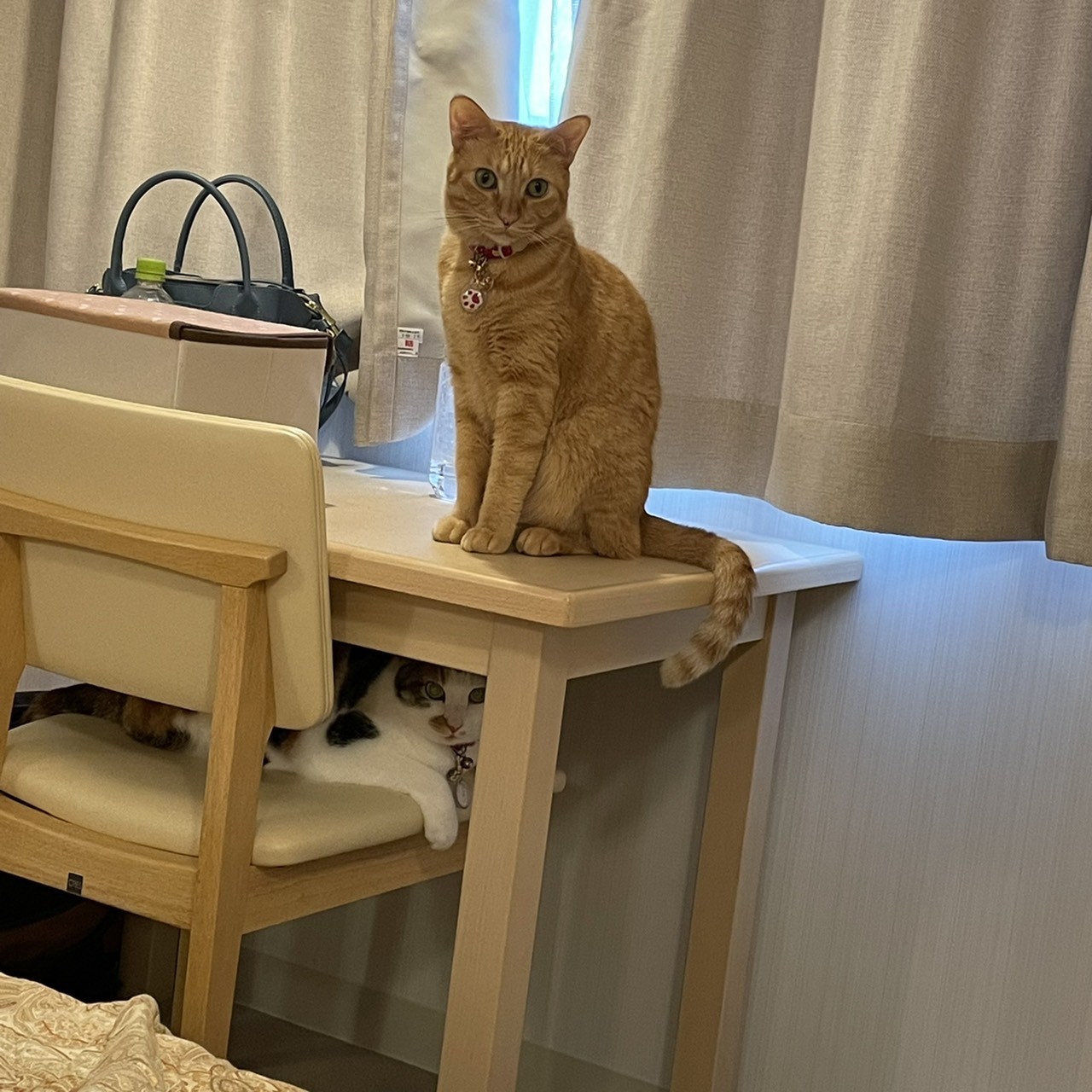 f:id:Three_Traveling_Cats:20210825135906j:image f:id:Three_Traveling_Cats:20210825135906j:image