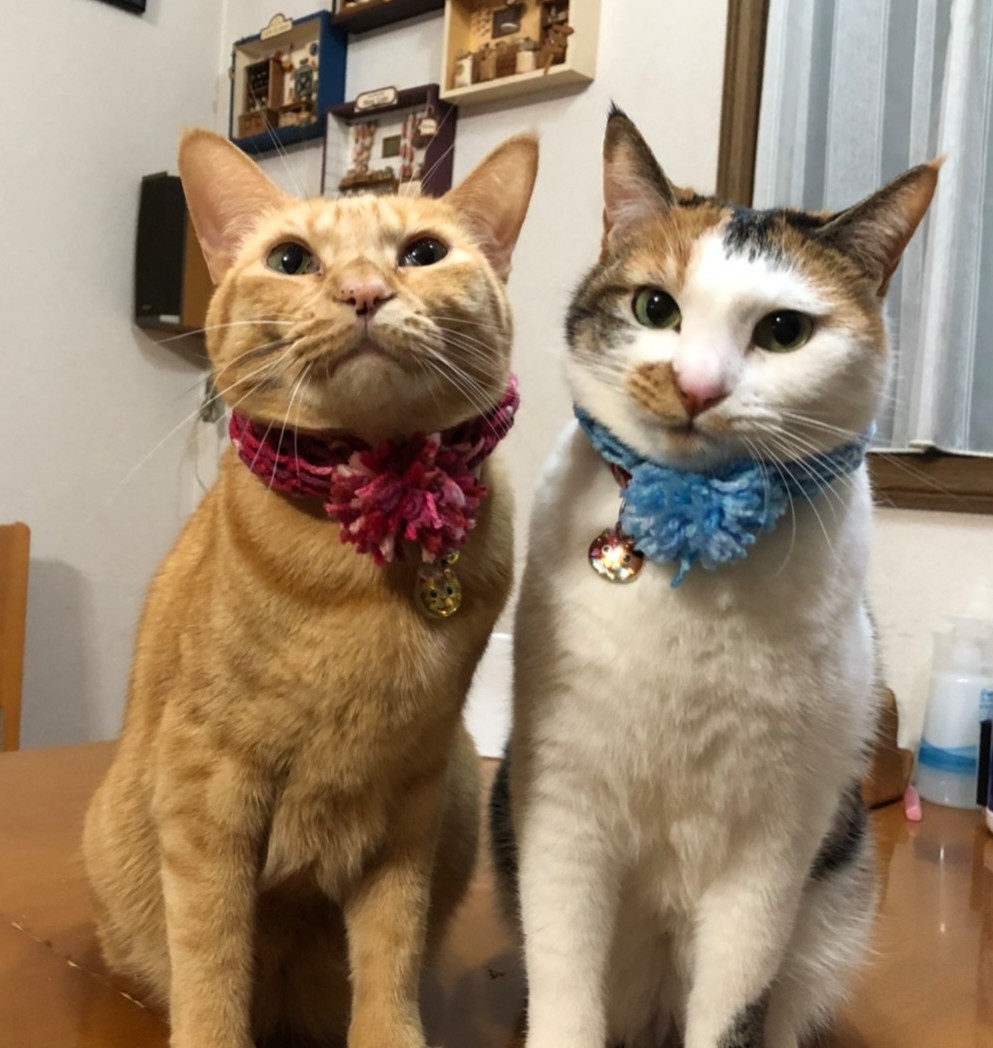 f:id:Three_Traveling_Cats:20220110135551j:image f:id:Three_Traveling_Cats:20220110135551j:image