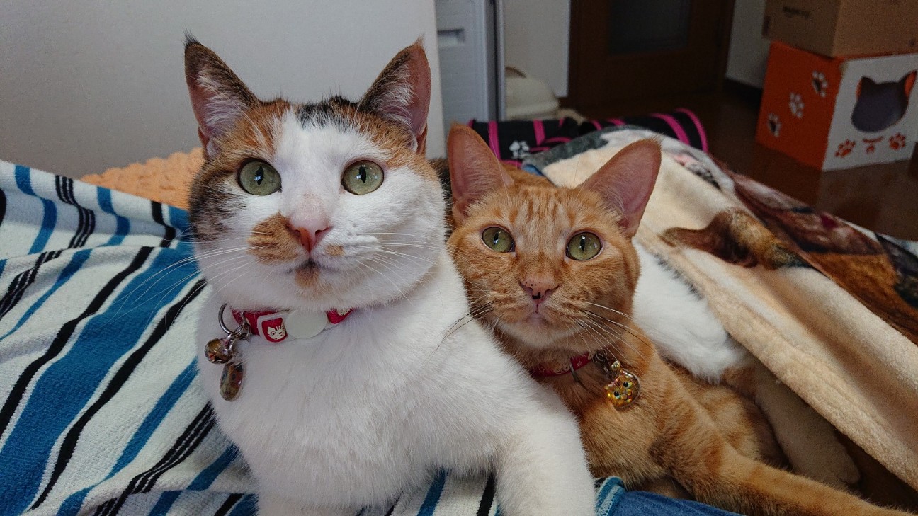 f:id:Three_Traveling_Cats:20220110140940j:image f:id:Three_Traveling_Cats:20220110140940j:image