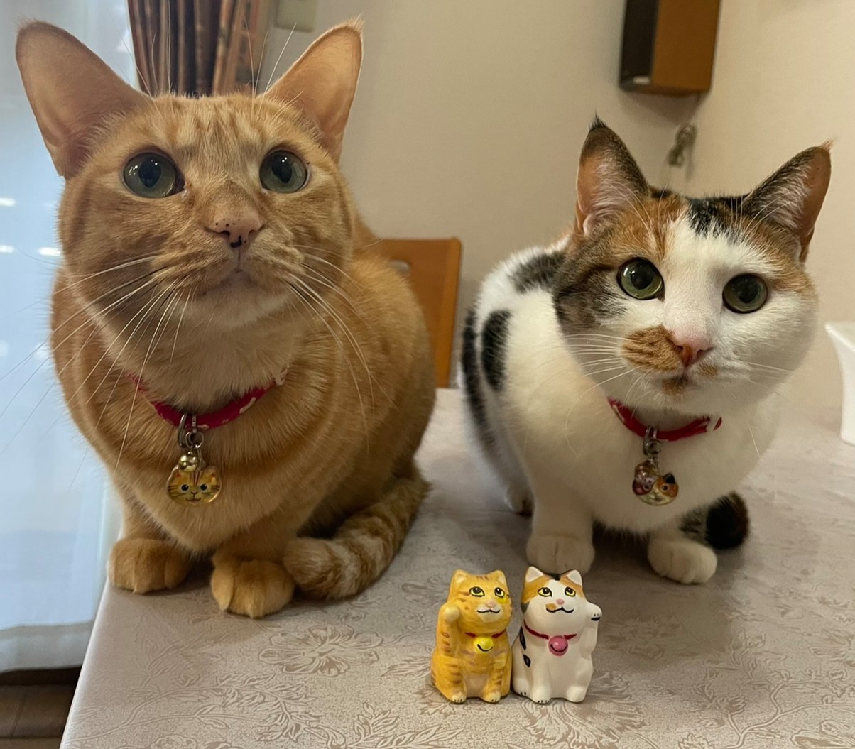 f:id:Three_Traveling_Cats:20220110170528j:image f:id:Three_Traveling_Cats:20220110170528j:image