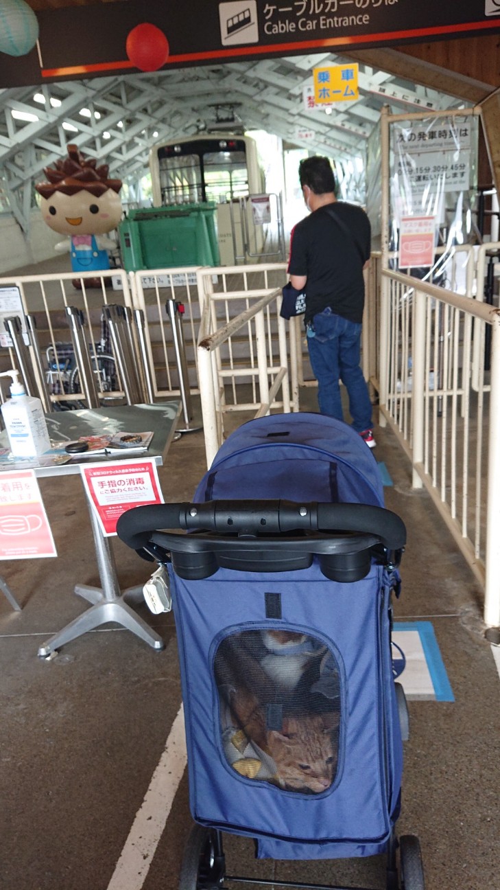 f:id:Three_Traveling_Cats:20220620111606j:image f:id:Three_Traveling_Cats:20220620111606j:image
