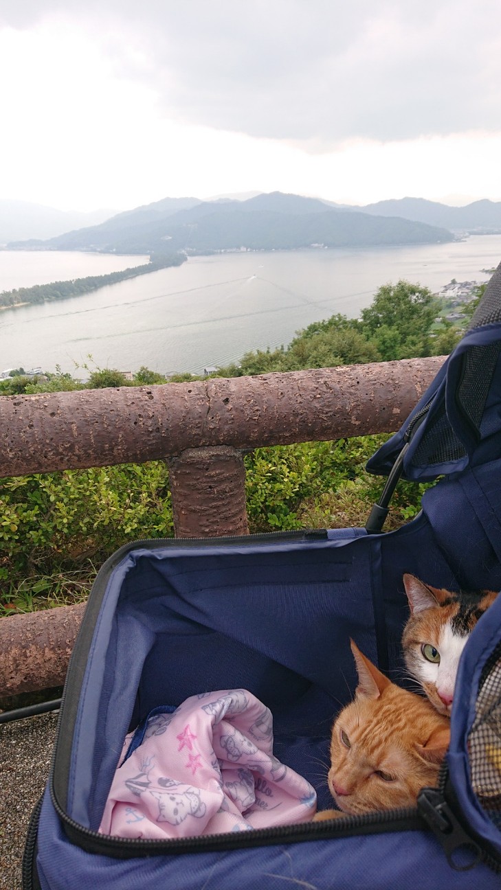 f:id:Three_Traveling_Cats:20220620111720j:image f:id:Three_Traveling_Cats:20220620111720j:image