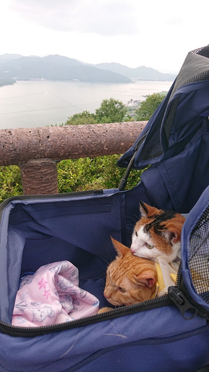 f:id:Three_Traveling_Cats:20220620111740j:image f:id:Three_Traveling_Cats:20220620111740j:image