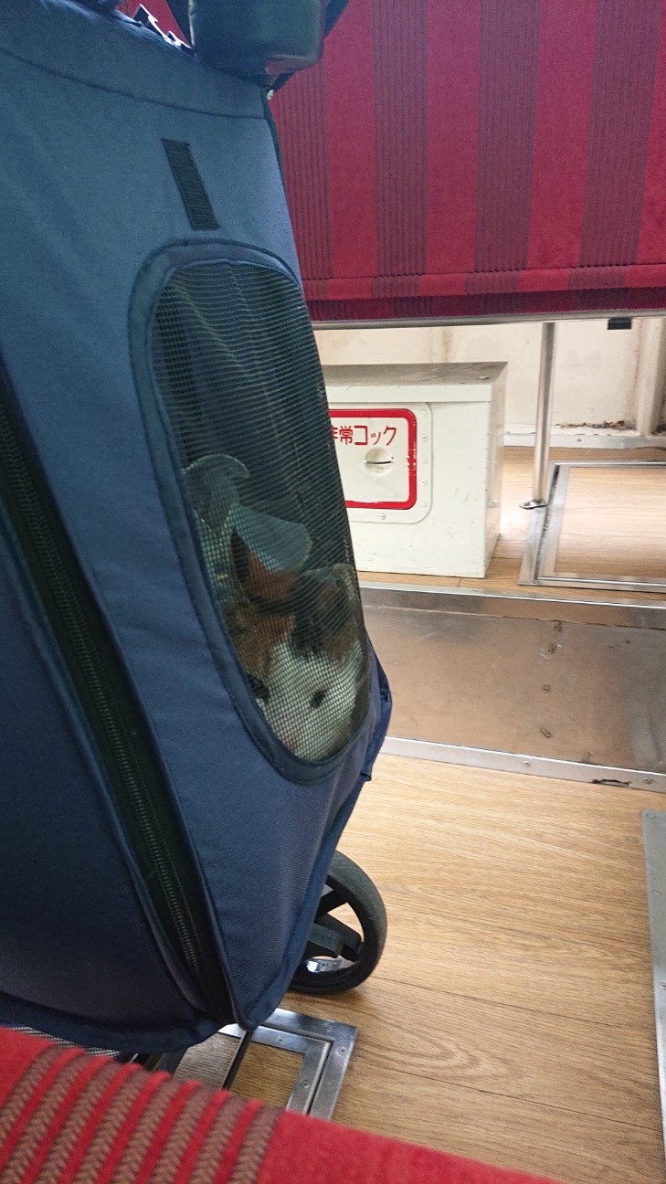 f:id:Three_Traveling_Cats:20220620111839j:image f:id:Three_Traveling_Cats:20220620111839j:image