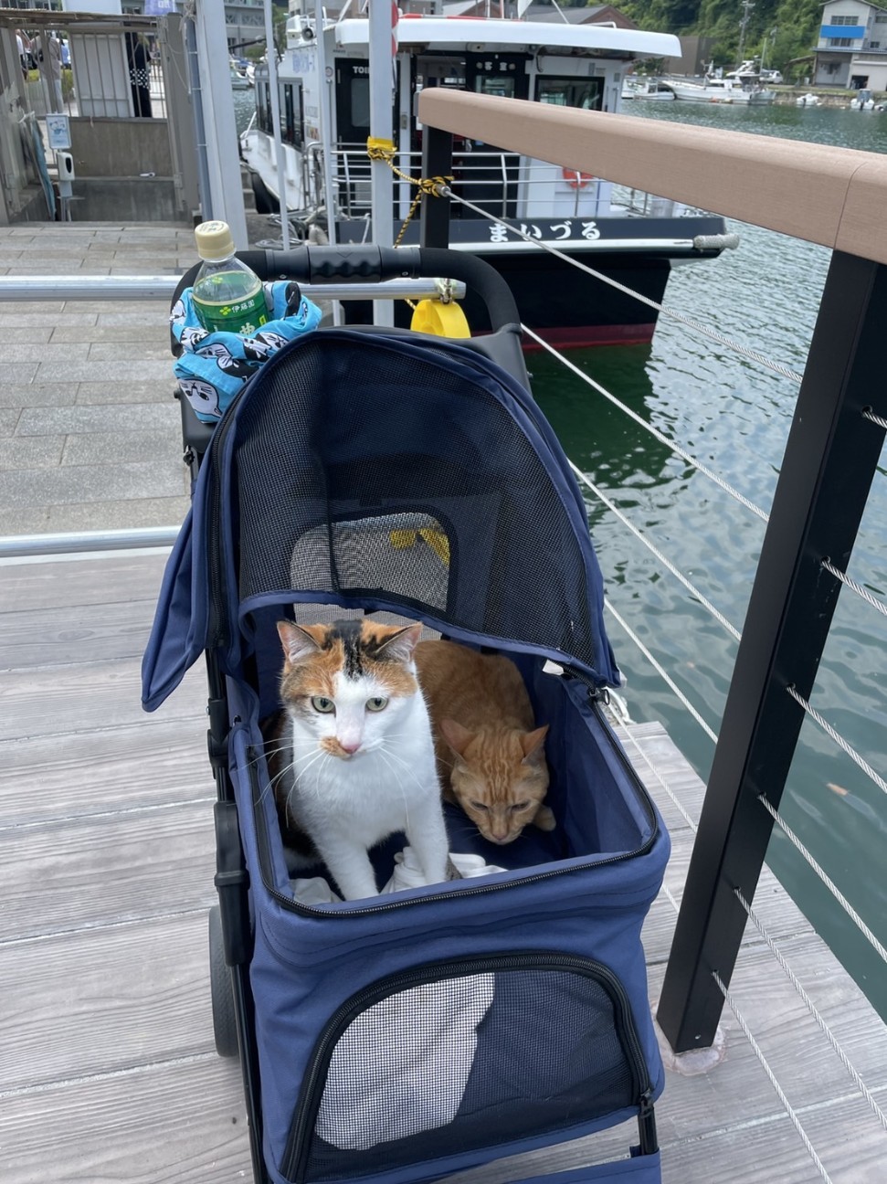 f:id:Three_Traveling_Cats:20220620114946j:image f:id:Three_Traveling_Cats:20220620114946j:image