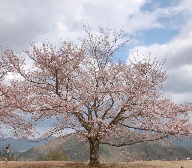 二 さん 画像 マスク 枚 サザエ