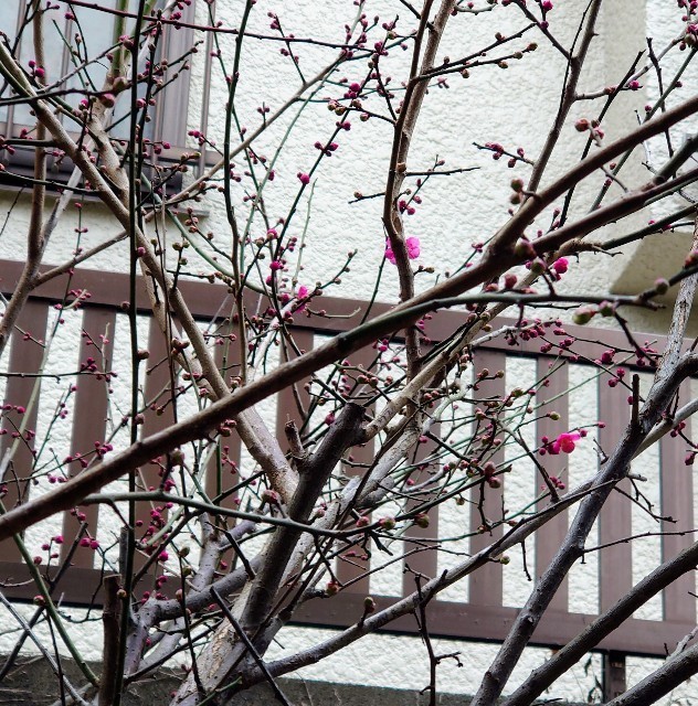 f:id:TigerBalm:20220211180111j:image