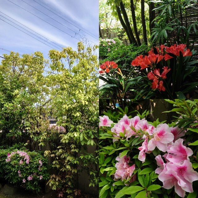 f:id:TigerBalm:20230504092205j:image