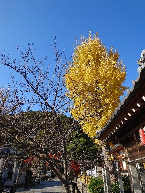 f:id:TigerBalm:20231210230534j:image