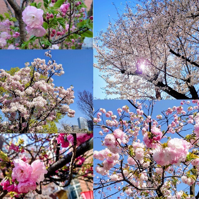 f:id:TigerBalm:20250406211639j:image