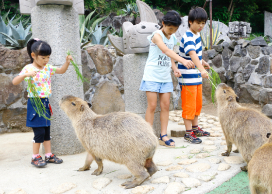 f:id:Tiger_Pipeline:20200624091701j:plain