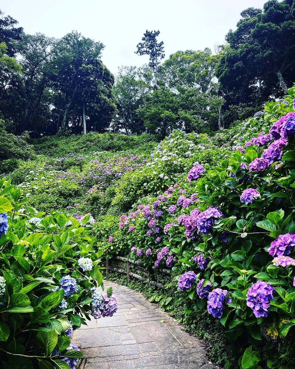 300万輪が咲き誇る日本一の 下田温泉あじさい祭 知る人ぞ知る伊豆観光情報 伊豆ぶら 街歩き