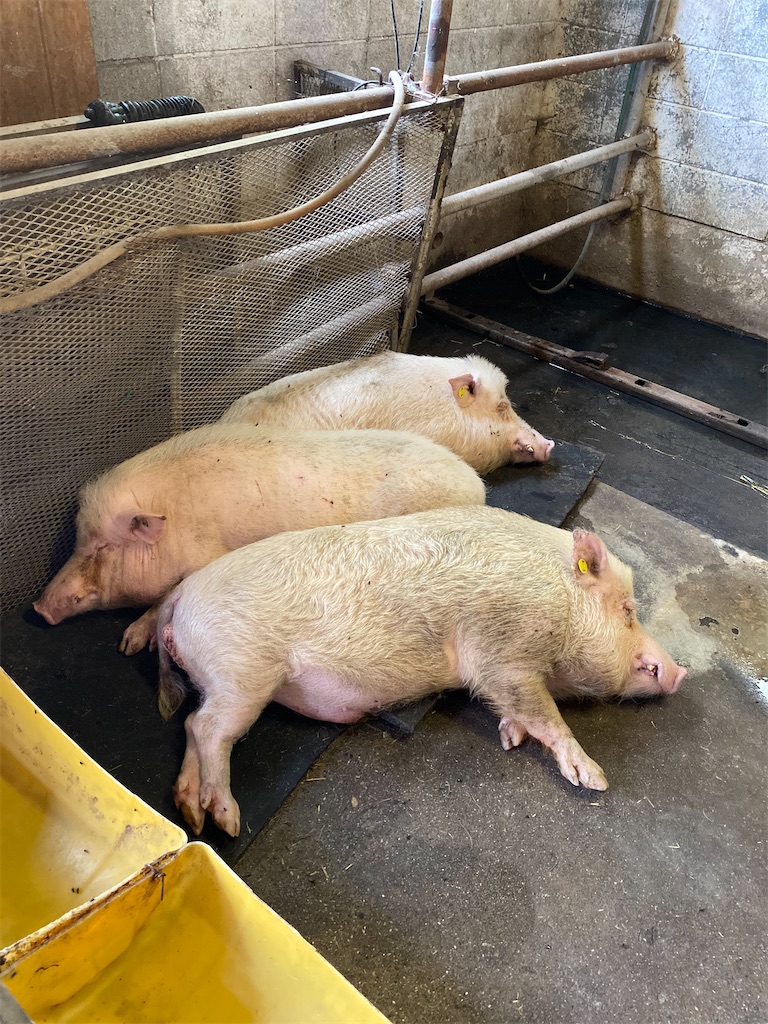 f:id:TinyBicycleClub:20210625164859j:image