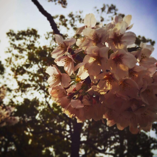 f:id:Tnaoko:20170410205902j:image f:id:Tnaoko:20170410205902j:image