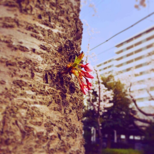 f:id:Tnaoko:20170412104456j:image f:id:Tnaoko:20170412104456j:image