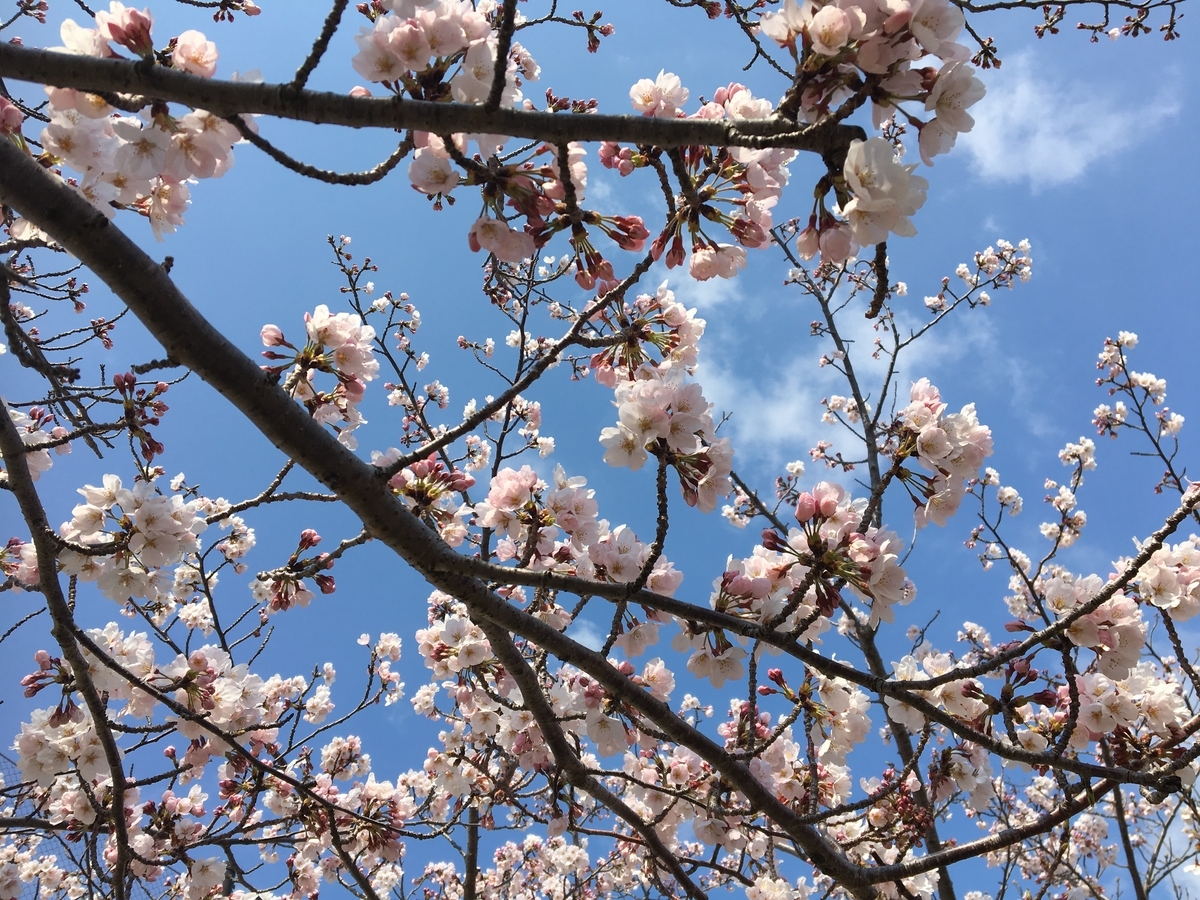 桜