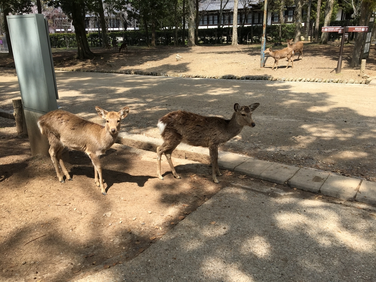 奈良公園