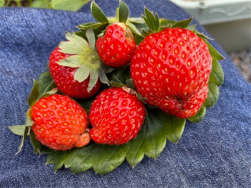 f:id:ToJUN:20220521232439j:image f:id:ToJUN:20220521232439j:image