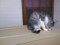 20130403200439