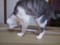 20130403200452