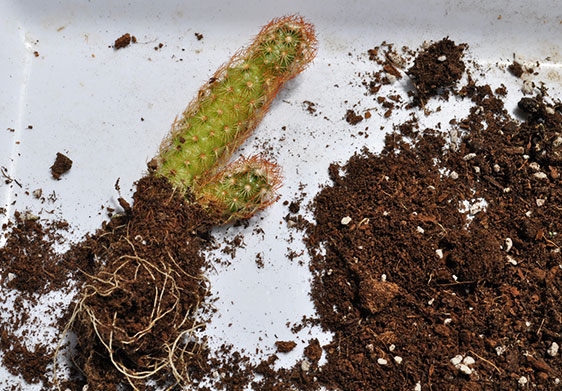 サボテンの植え替え