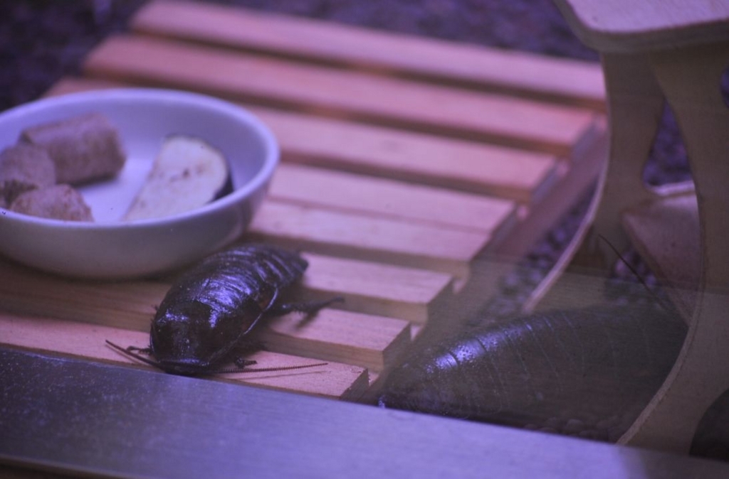 フルーツゴキブリ