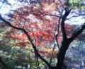 紅葉２