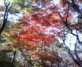 紅葉１