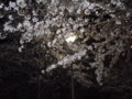 近所の夜桜