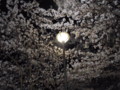 近所の夜桜