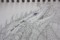 描いている途中の絵の部分