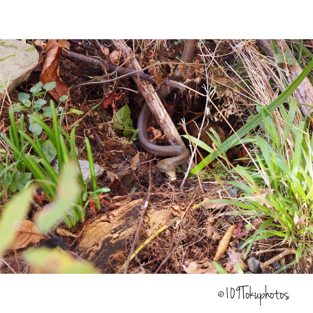 f:id:Toku109:20171116233928j:image