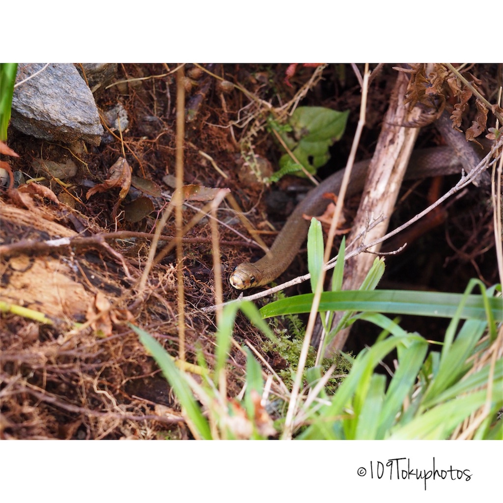 f:id:Toku109:20171116234034j:image