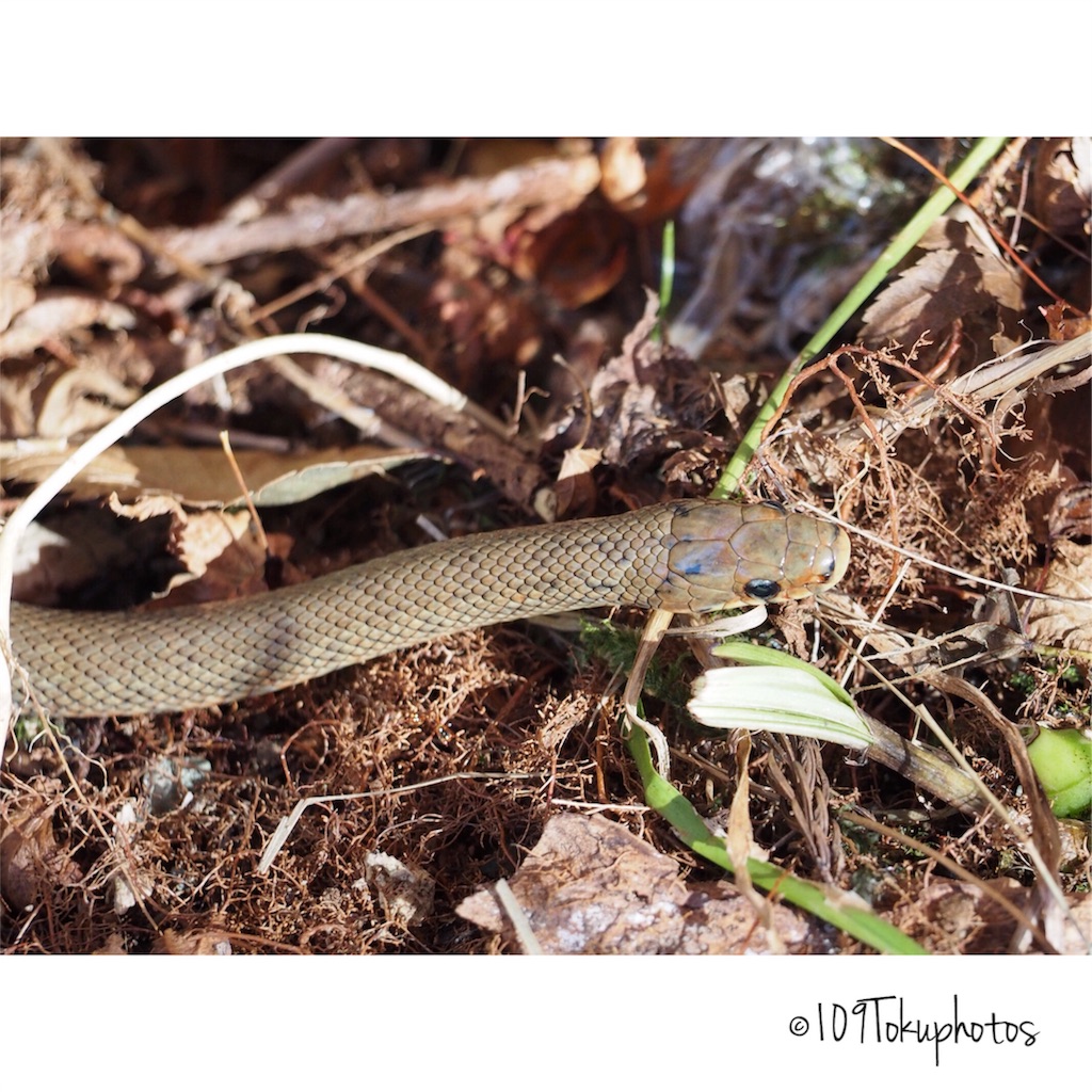 f:id:Toku109:20171116234125j:image