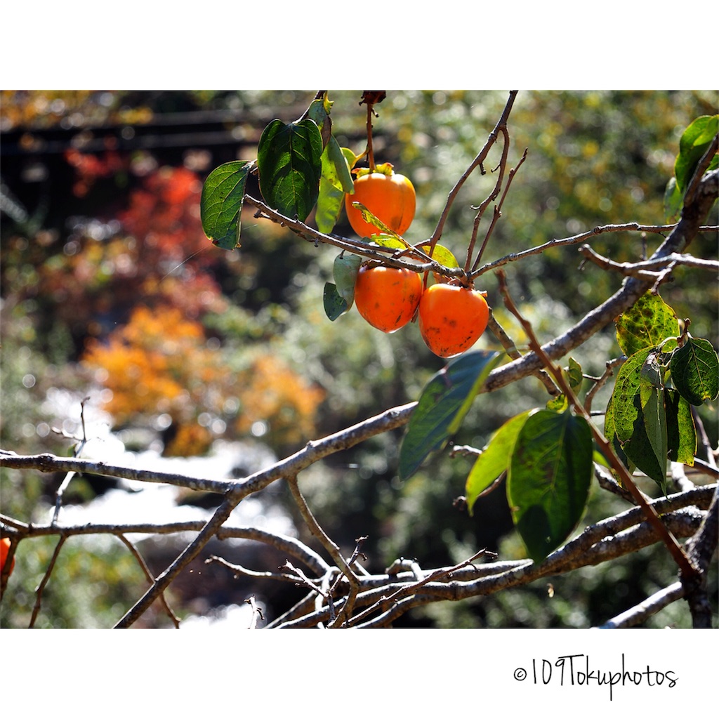 f:id:Toku109:20171116234403j:image