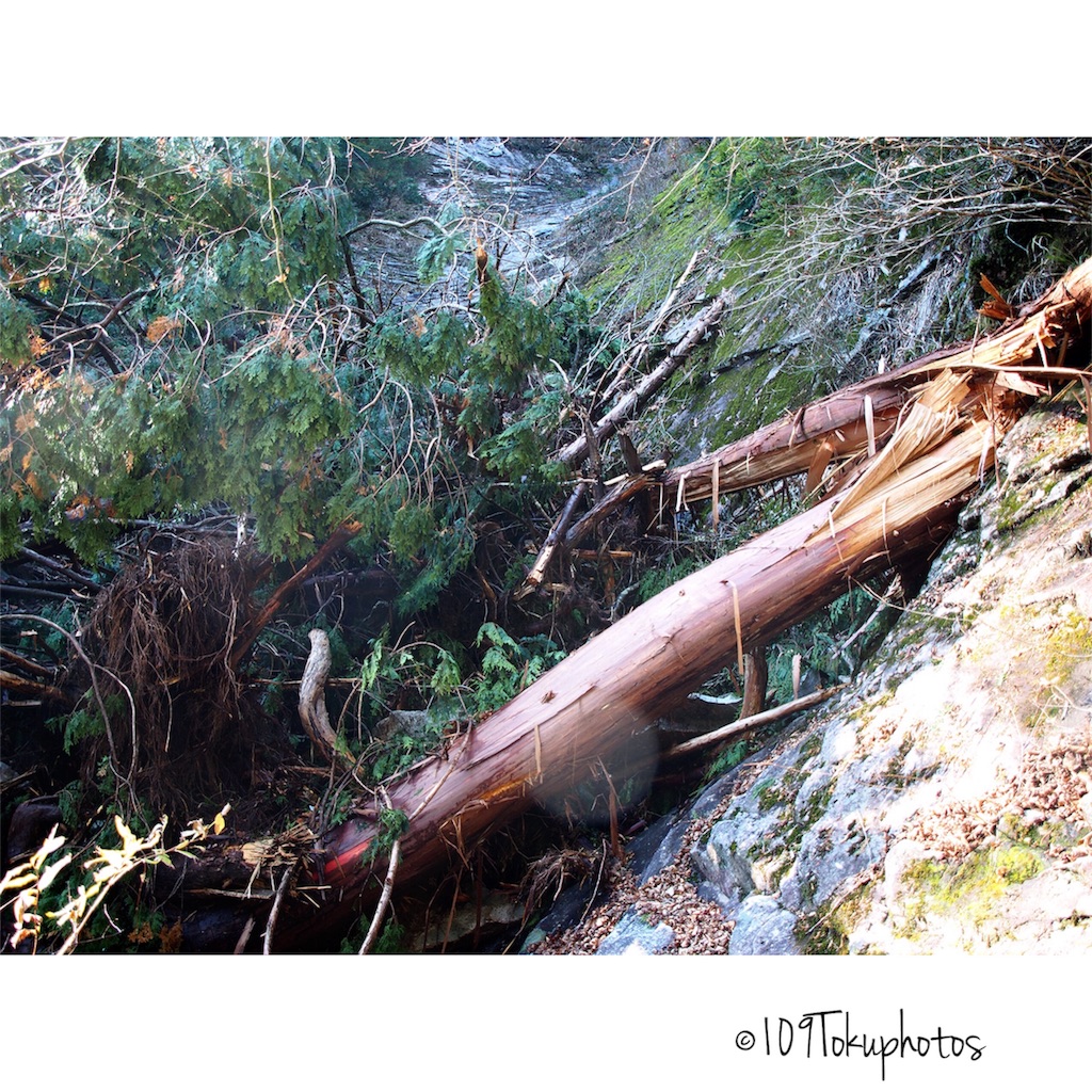 f:id:Toku109:20171202092015j:image