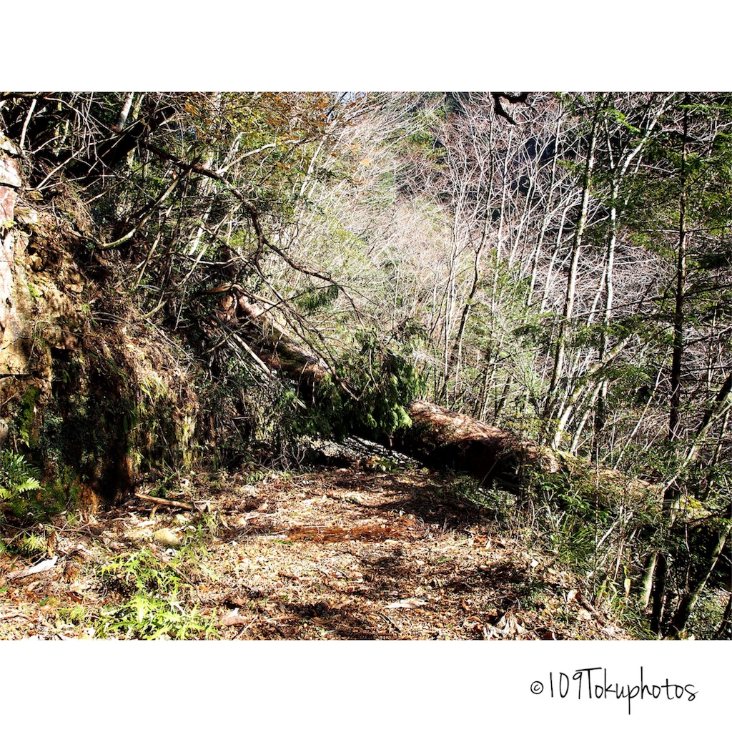 f:id:Toku109:20171202092140j:image