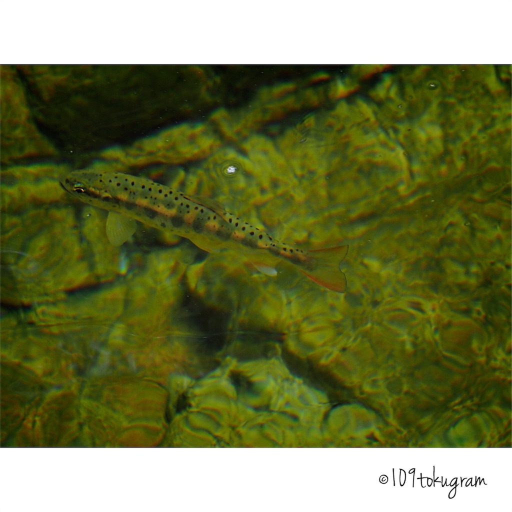 f:id:Toku109:20180526191328j:image f:id:Toku109:20180526191328j:image