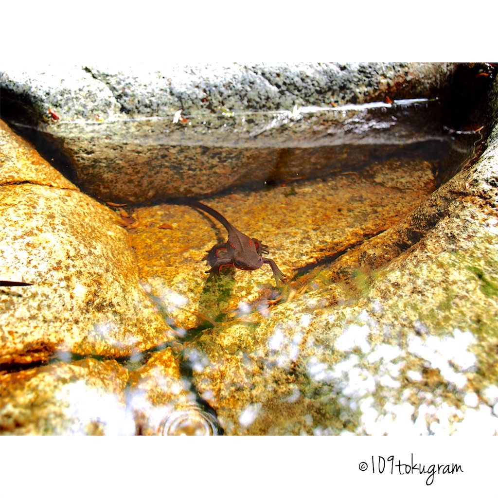 f:id:Toku109:20180526191341j:image f:id:Toku109:20180526191341j:image