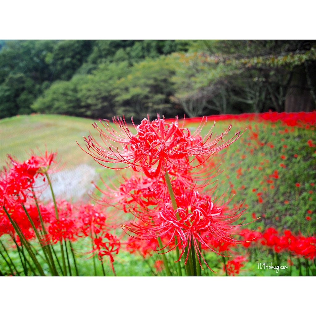 f:id:Toku109:20180929195104j:image