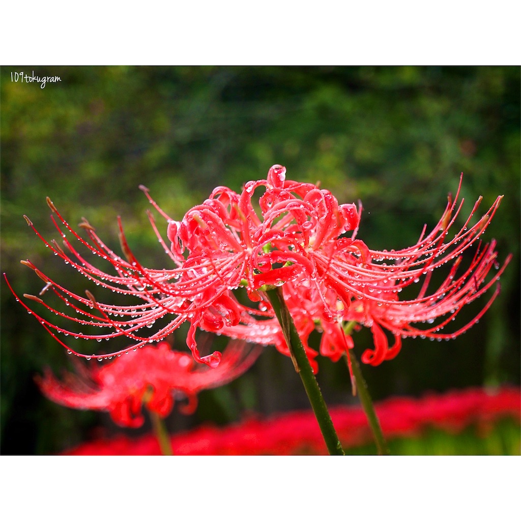 f:id:Toku109:20180929195134j:image