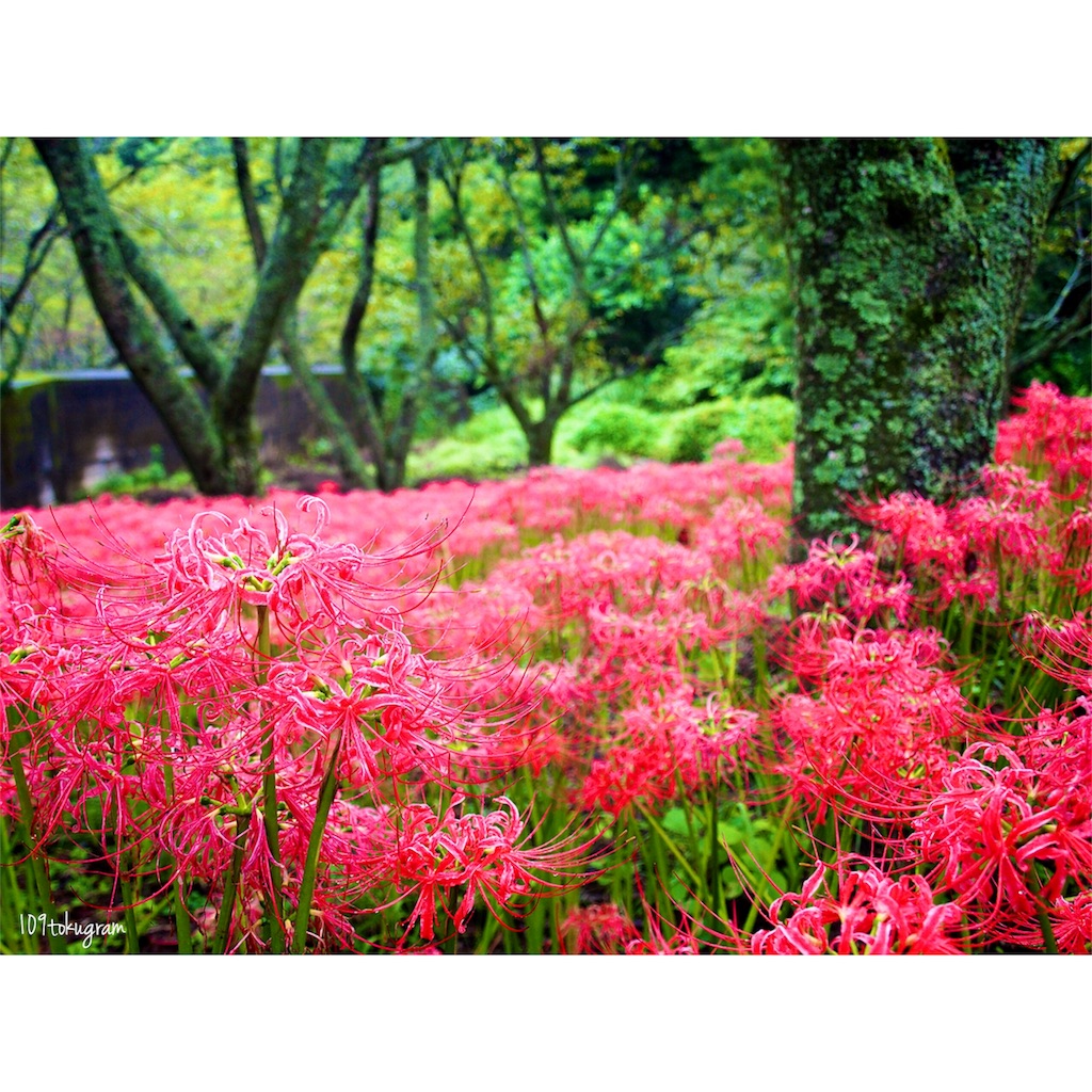 f:id:Toku109:20180929195138j:image