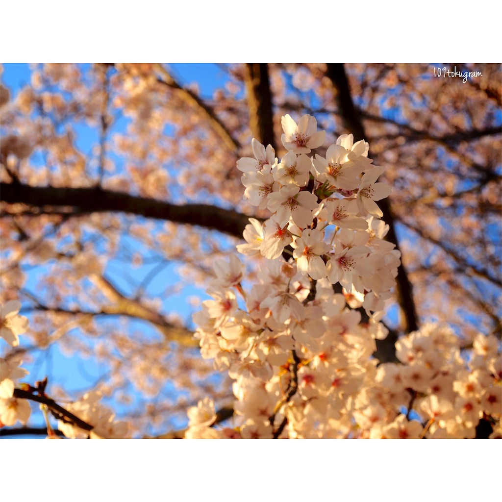 f:id:Toku109:20190516103515j:image