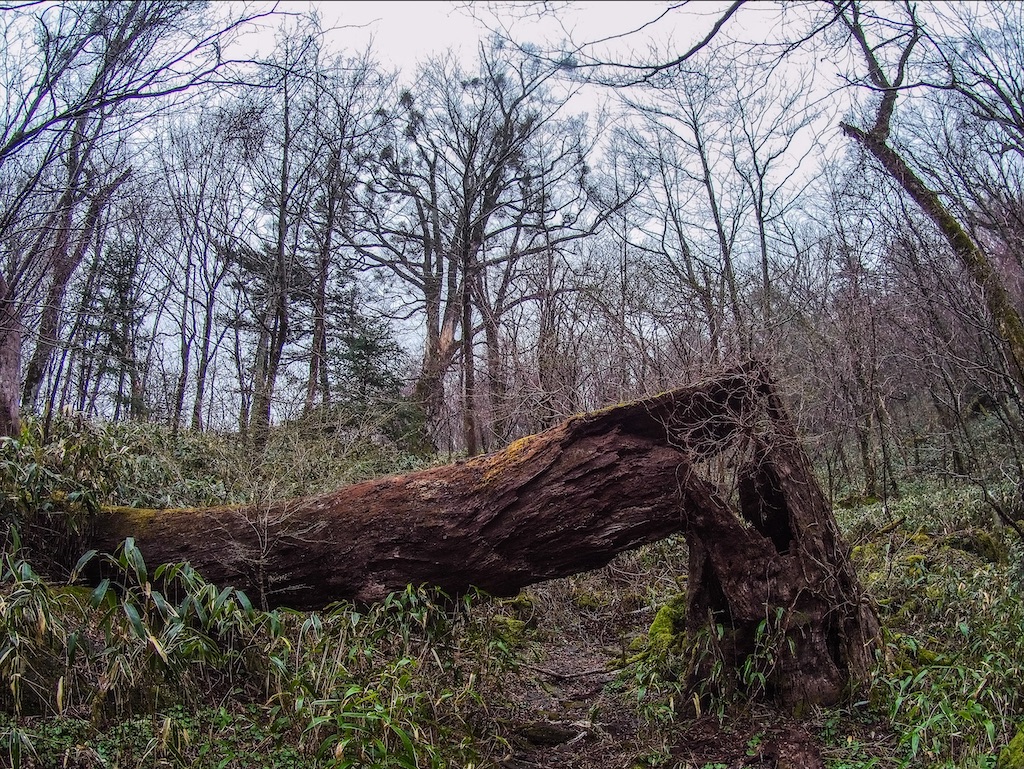 f:id:Toku109:20210407213112j:image f:id:Toku109:20210407213112j:image