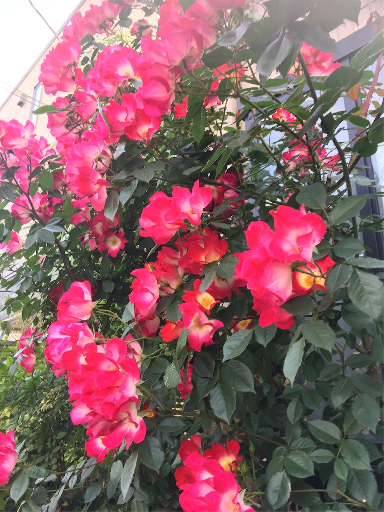 f:id:TokuheiKumagai:20190514003541j:image