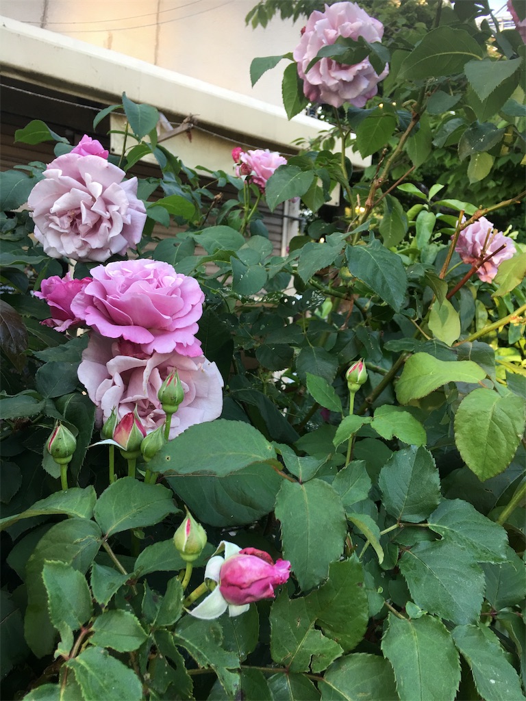 f:id:TokuheiKumagai:20190516233039j:image