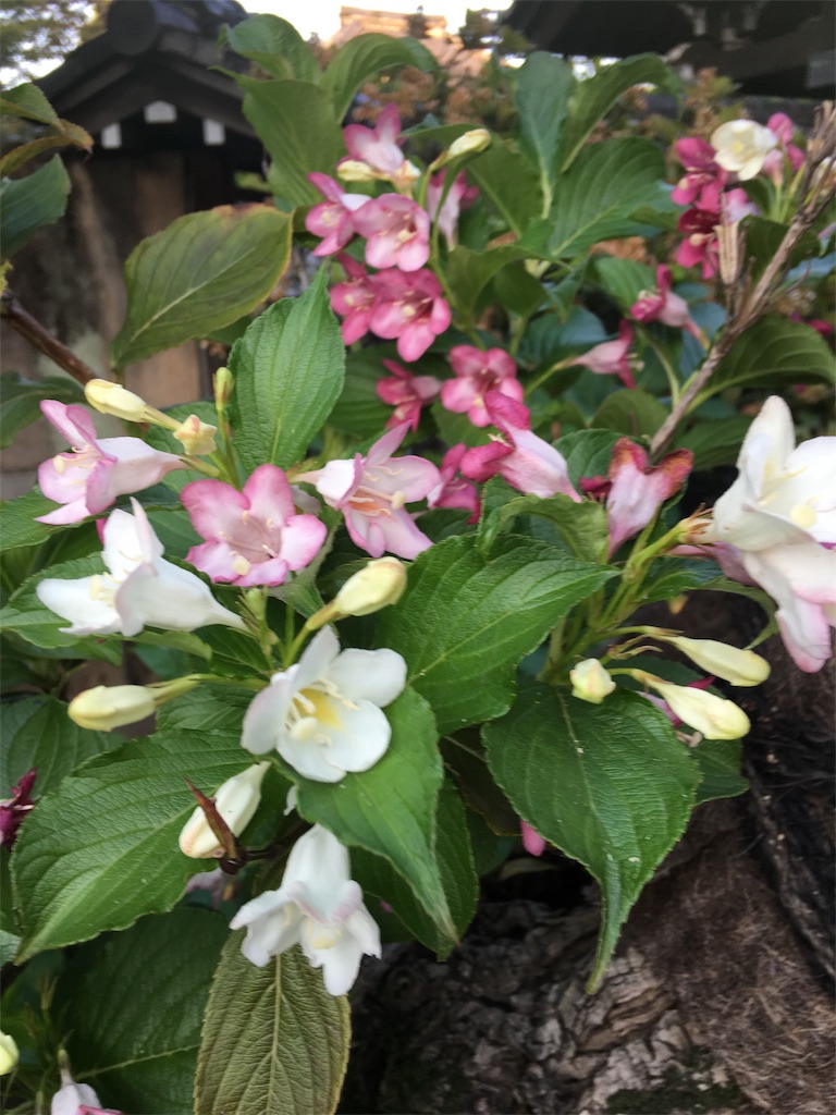 f:id:TokuheiKumagai:20190516233043j:image