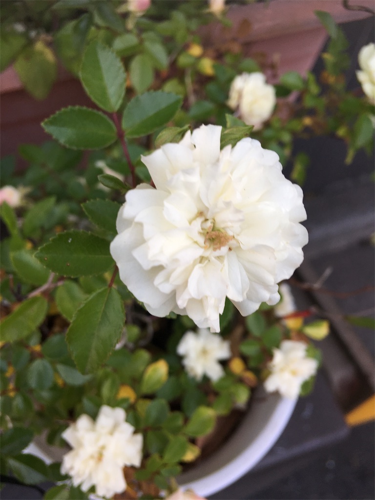 f:id:TokuheiKumagai:20190516233046j:image