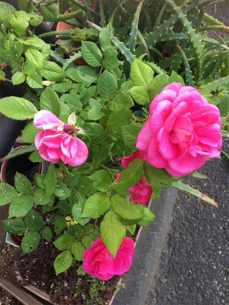 f:id:TokuheiKumagai:20190516233053j:image