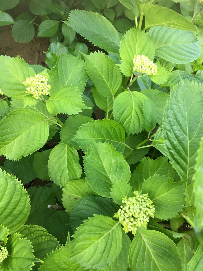 f:id:TokuheiKumagai:20190516233057j:image